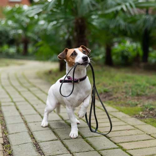 Laisse pour chiens
