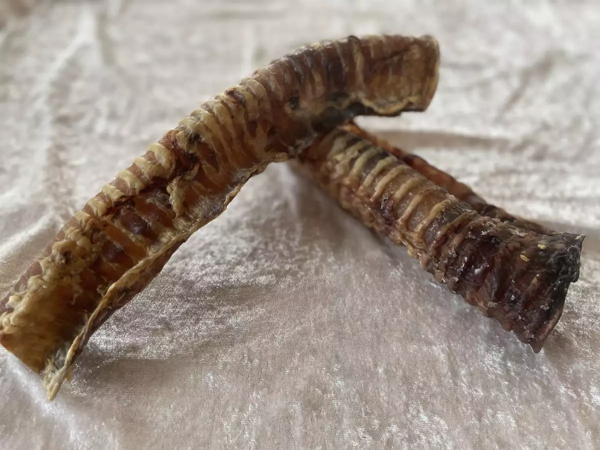 Trachées de Boeuf